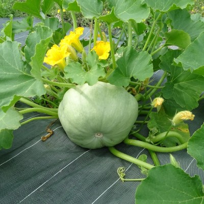 Courge Bleu de Hongrie