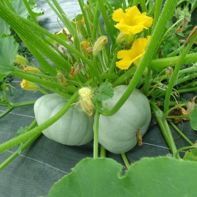 Courge Bleu de Hongrie