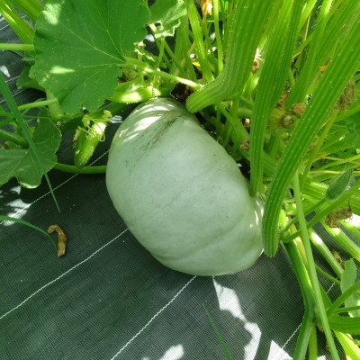 Courge Bleu de Hongrie