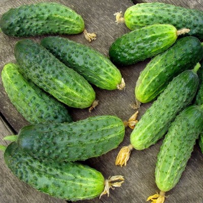 Cornichon Vert Petit de Paris