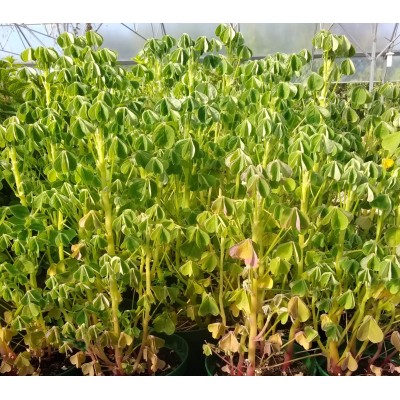 Oca du Pérou