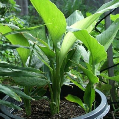 Curcuma