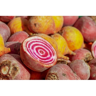 Betterave Rose/Blanc Chioggia / lot de 10 mottes