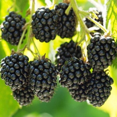 Mûrier Black Satin Bio