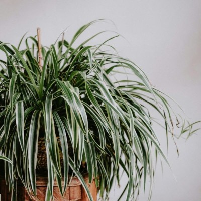 Plante d'araignée - chlorophytum comosum