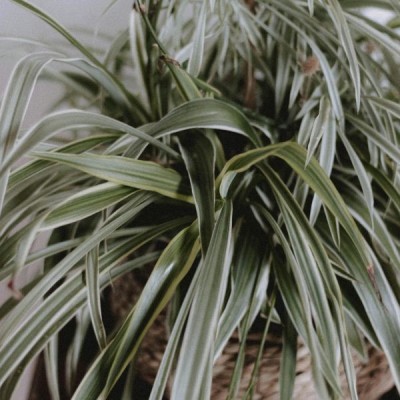 Plante d'araignée - chlorophytum comosum