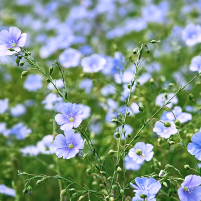 Semences Lin Bleu