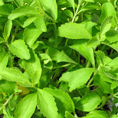 Stevia Rebaudiana