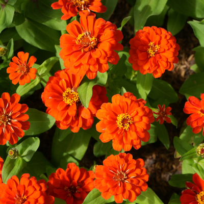Zinnia Géant de Californie