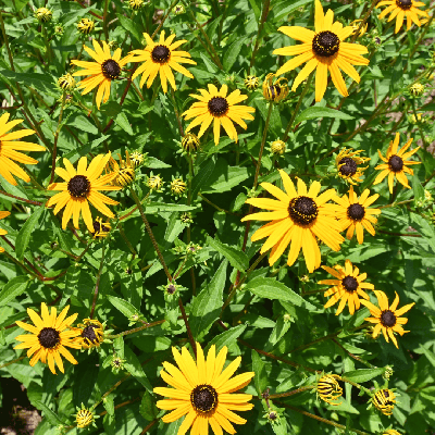 Rudbeckia