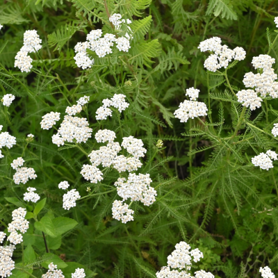 Achillée millefeuille