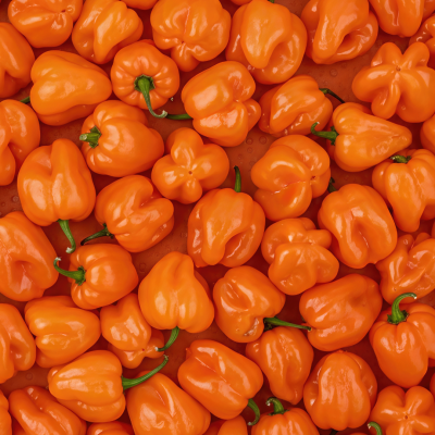 Piment Fort Habanero Orange