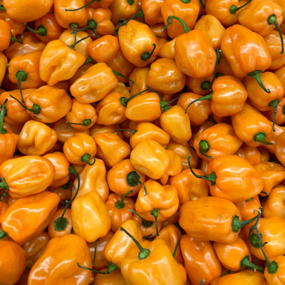Piment Fort Habanero Golden