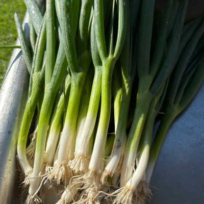 Oignon Ciboule Parade / lot de 10 mottes (≃ 25plants)