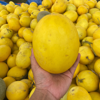 Melon Canari