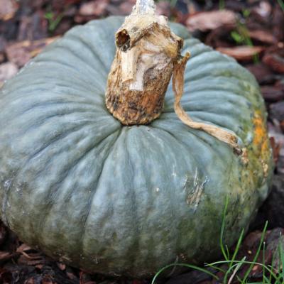 Courge Marina di Chioggia