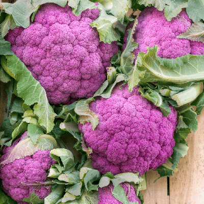 Chou fleur violet de Sicille / lot de 10 mottes