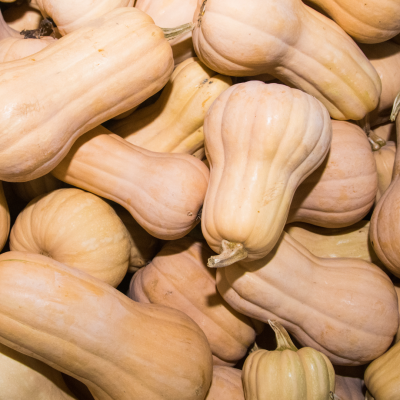Semences Courges Mini Butternut