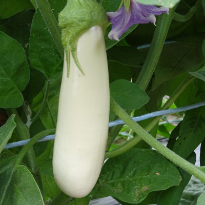 Aubergine Longue Blanche