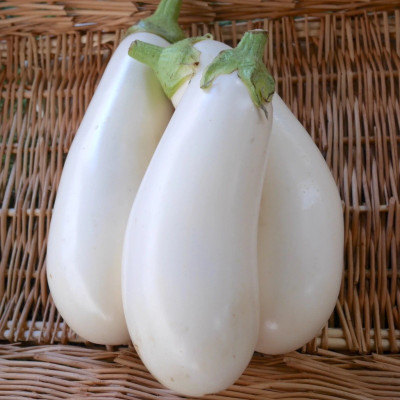 Aubergine Blanche Dourga
