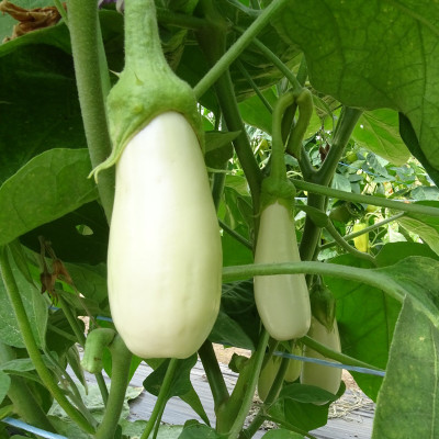 Aubergine Blanche Dourga