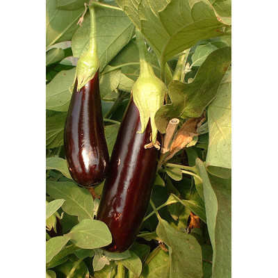 Aubergine longue violette Melonga