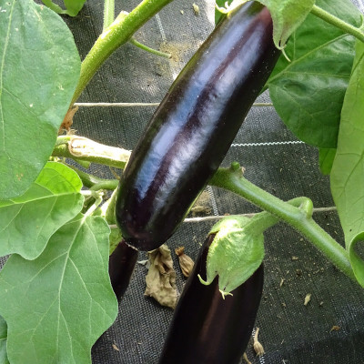 Aubergine longue violette Diamond