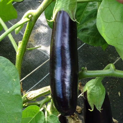Aubergine longue violette Diamond