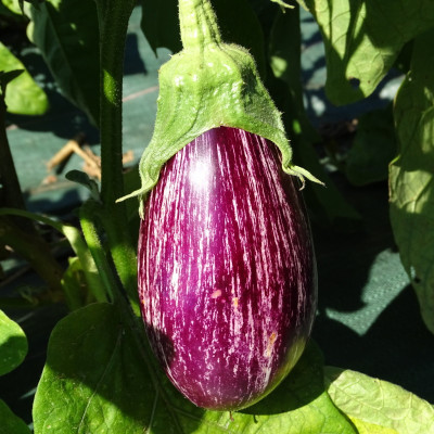 Aubergine striée Zebrina