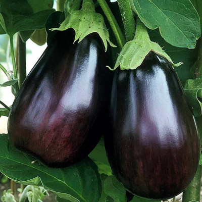 Aubergine violette Meronda