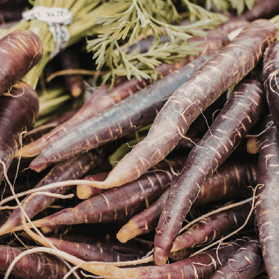 Semences Carotte Purple Haze