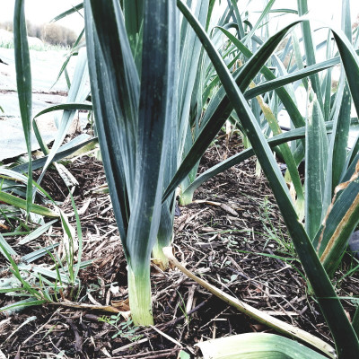 Poireau d'hiver / lot de 10 mottes (≃ 25plants)