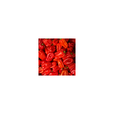 Piment Fort Habenero Rot